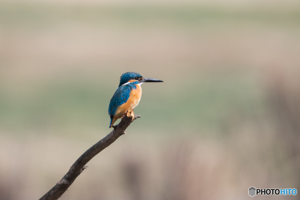 新しい止まり木