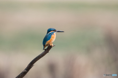 新しい止まり木