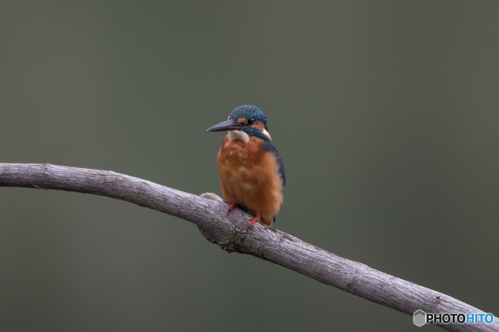 魅惑の鳥「翡翠」