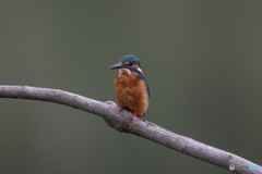 魅惑の鳥「翡翠」