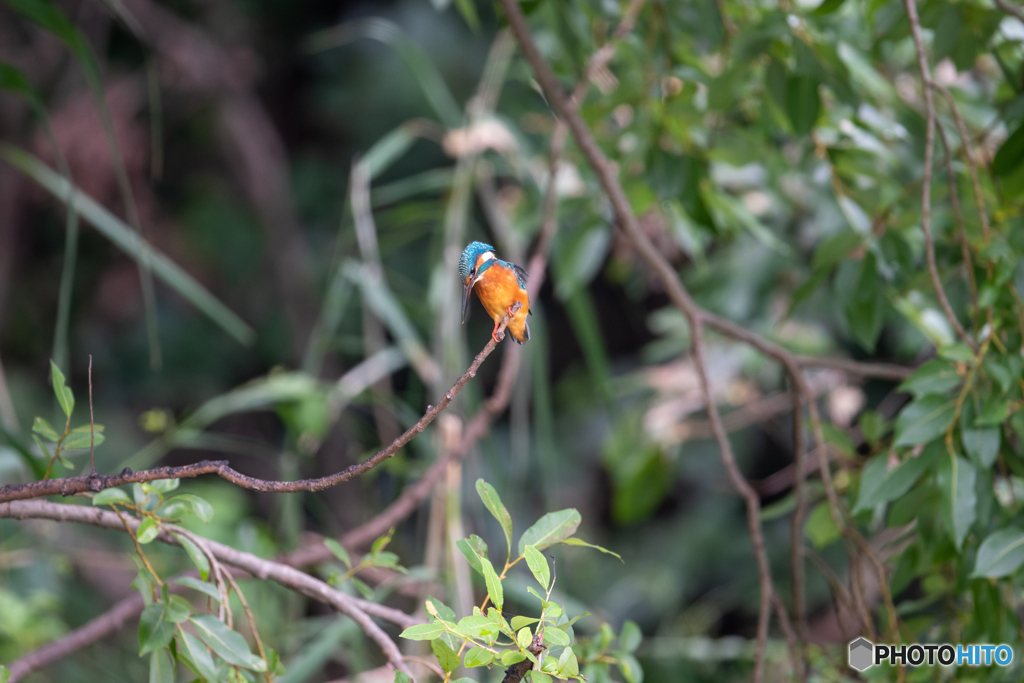 枝から見下ろす