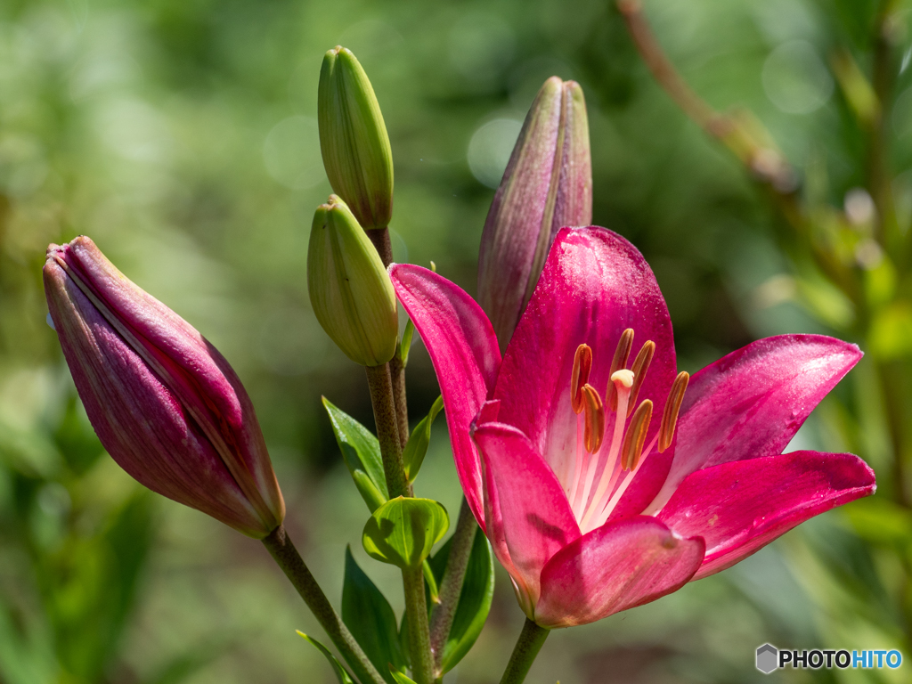 華