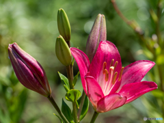 華