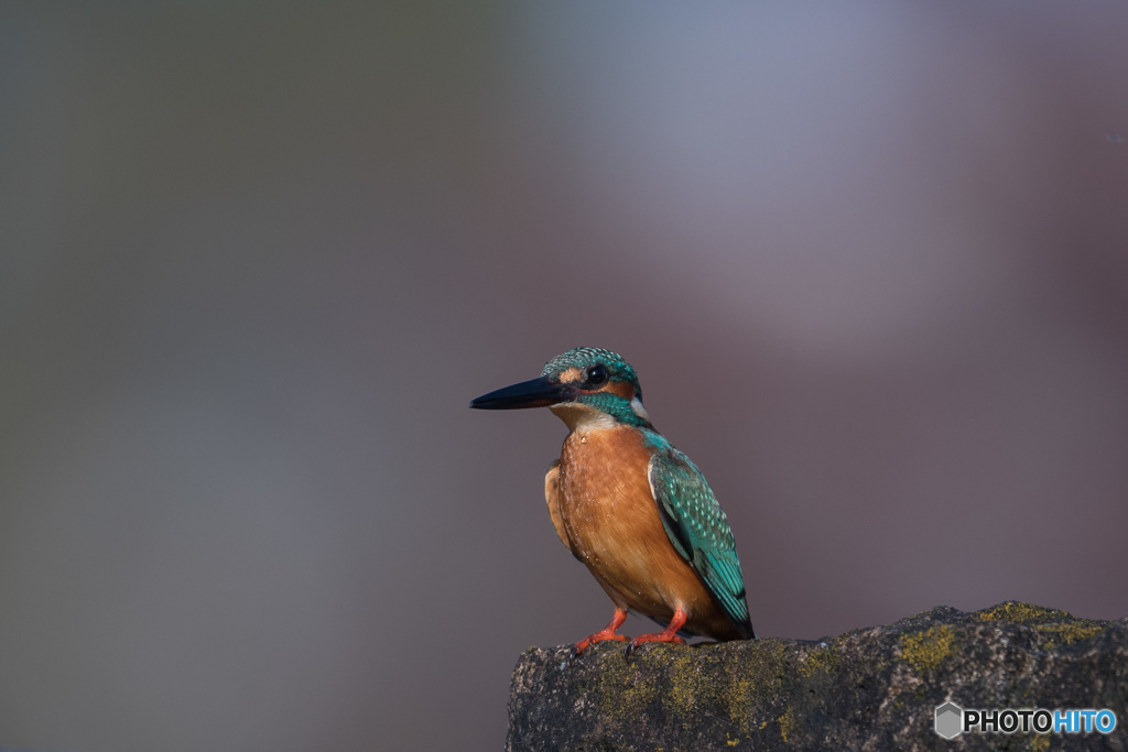 水も滴るハンサムボーイ