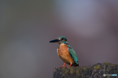 水も滴るハンサムボーイ