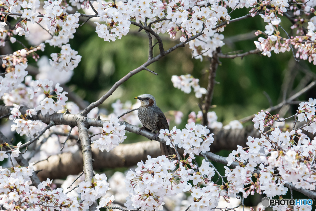 花に囲まれて