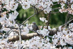 花に囲まれて