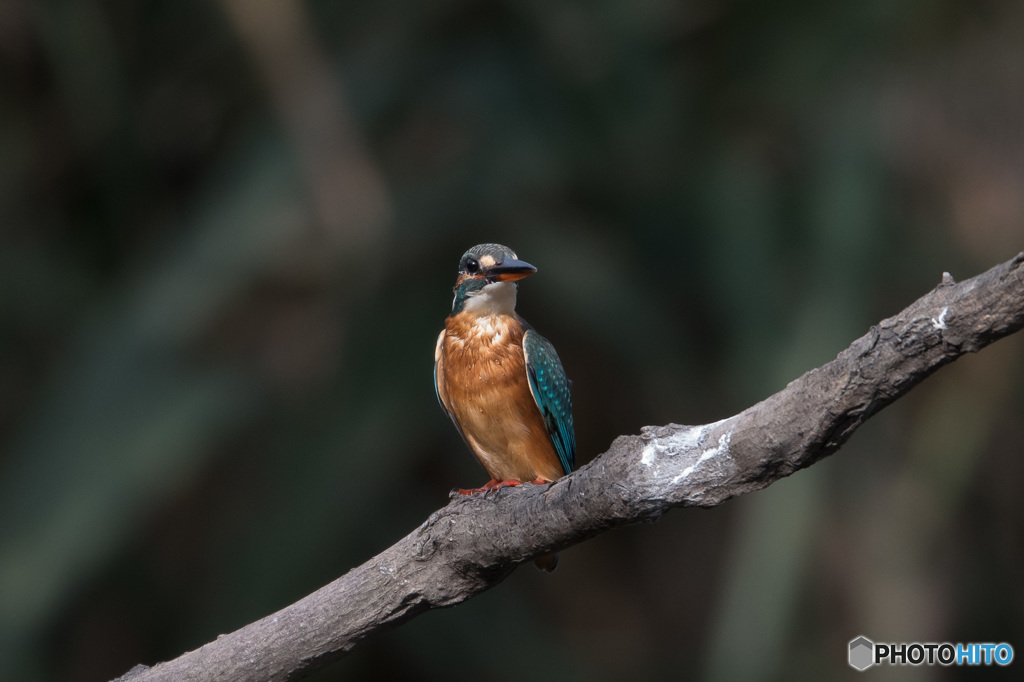 水も滴るいい娘