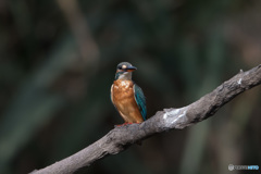 水も滴るいい娘