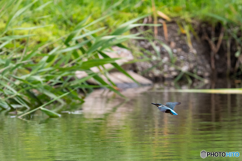 ツバメより追いやすいけど、遠かった(^-^;