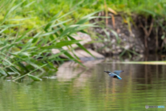 ツバメより追いやすいけど、遠かった(^-^;