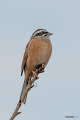 ホオジロ  ホオジロ