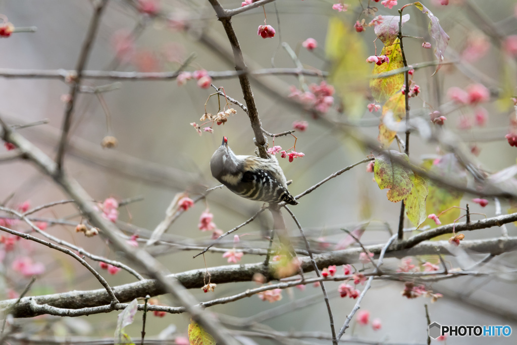 コゲラ お食事中
