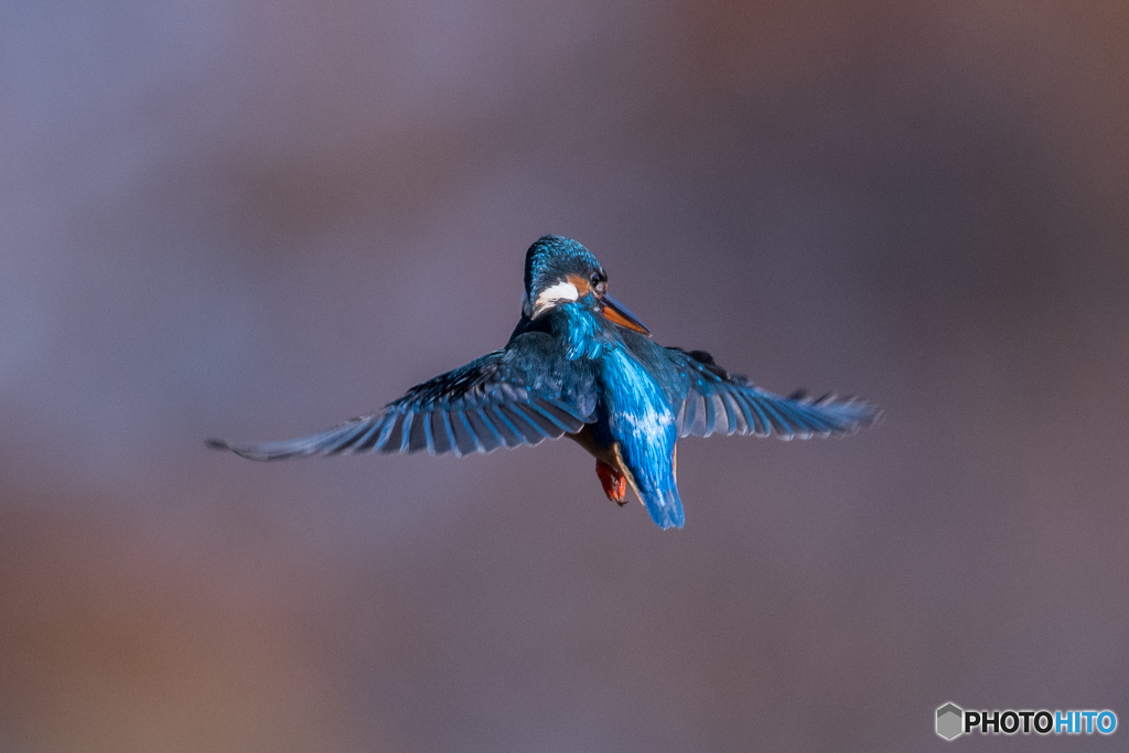 ワンポイントオレンジ