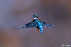 ワンポイントオレンジ