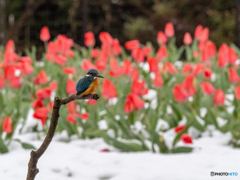 雪チューカワ 雪チューカワ