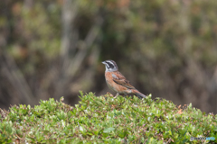 ホオジロ ホオジロ