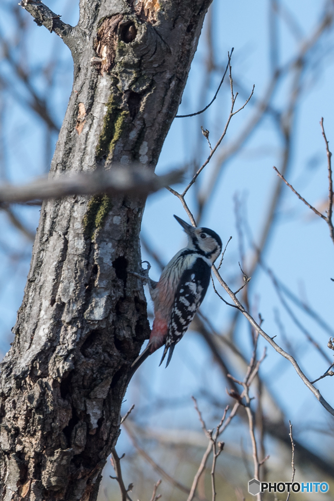 脇腹の縦斑が特徴