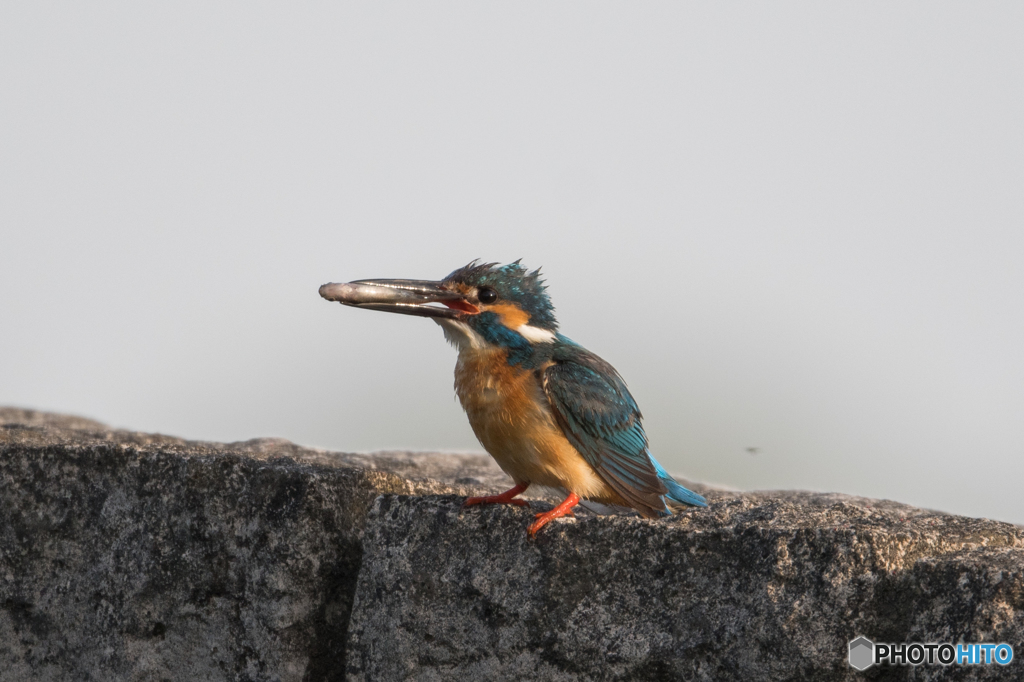 いただきまーす