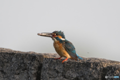 いただきまーす