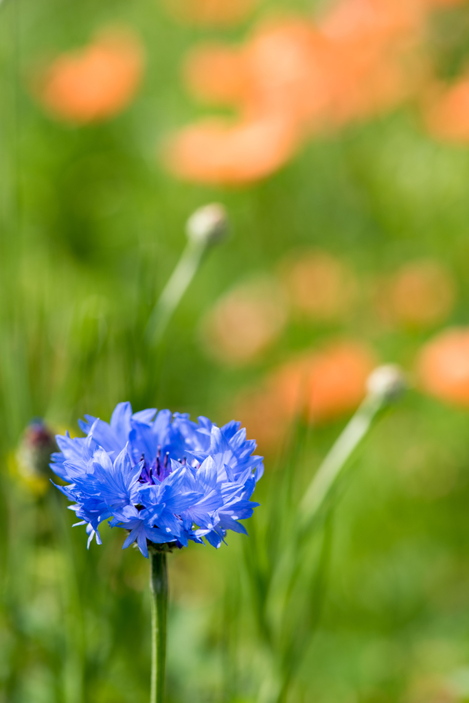 庭を彩る花々 ♯6