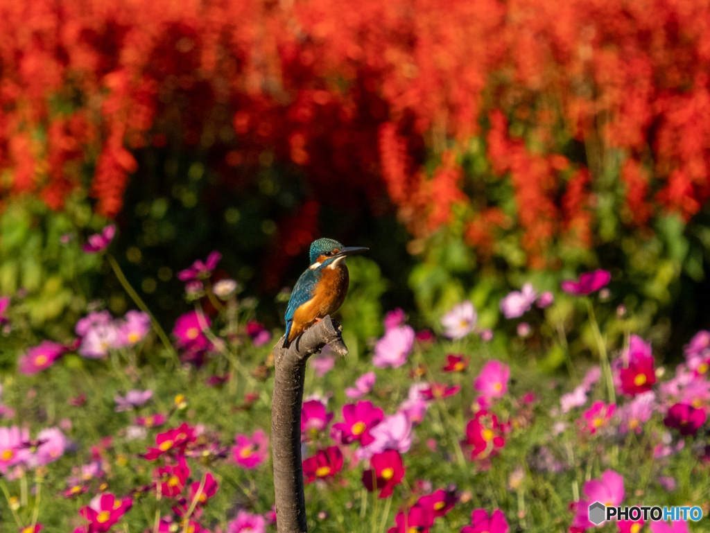 花々に囲まれて