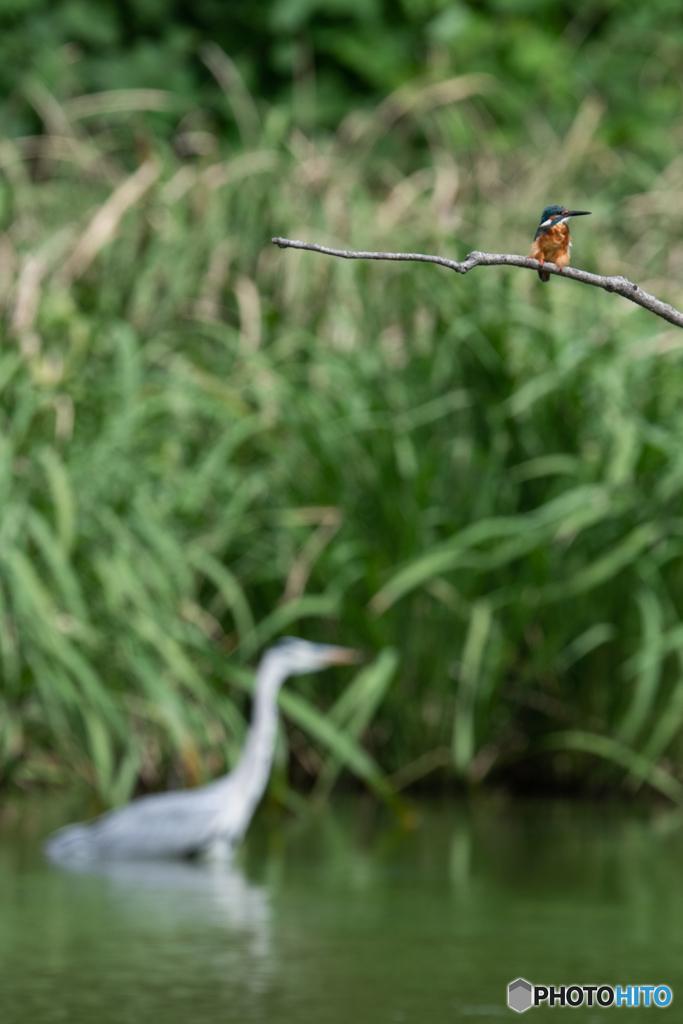アオサギと共に