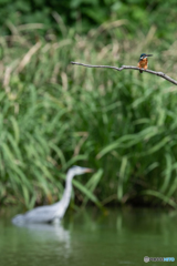 アオサギと共に