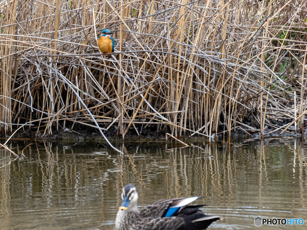 カルガモと２ショット
