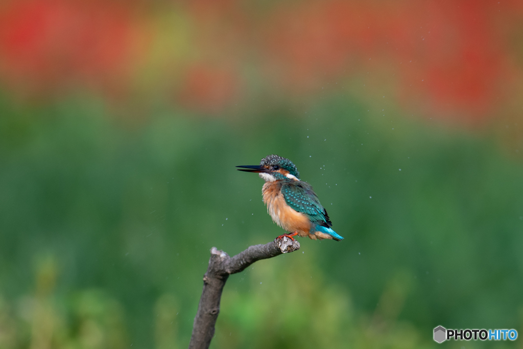 水も滴る可愛い子