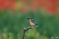 水も滴る可愛い子