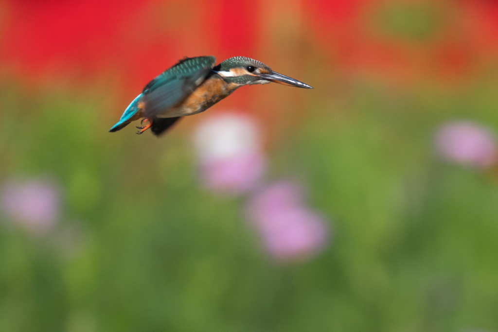 お花見飛行