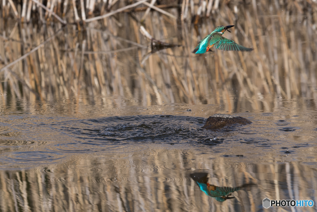 獲物は小っちゃ(T_T)