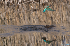 獲物は小っちゃ(T_T)