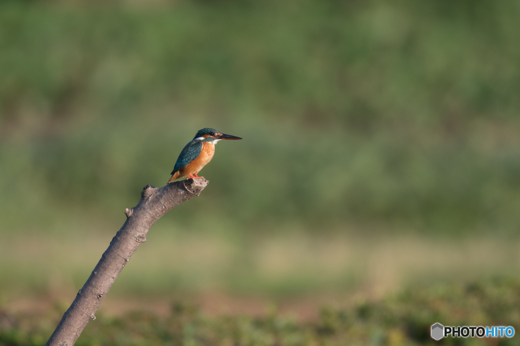 すっきり美娘なんだけどなぁ