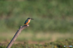 すっきり美娘なんだけどなぁ