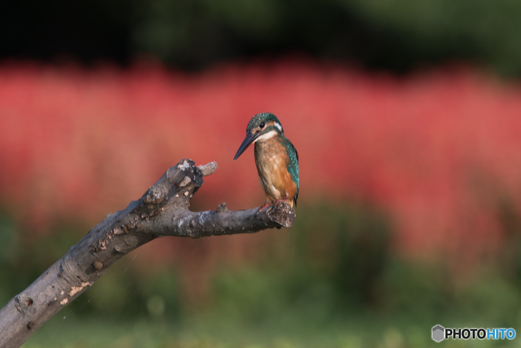 サルビアをバックに  