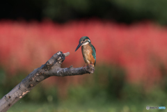 サルビアをバックに  