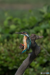 鉄棒遊びでもするか