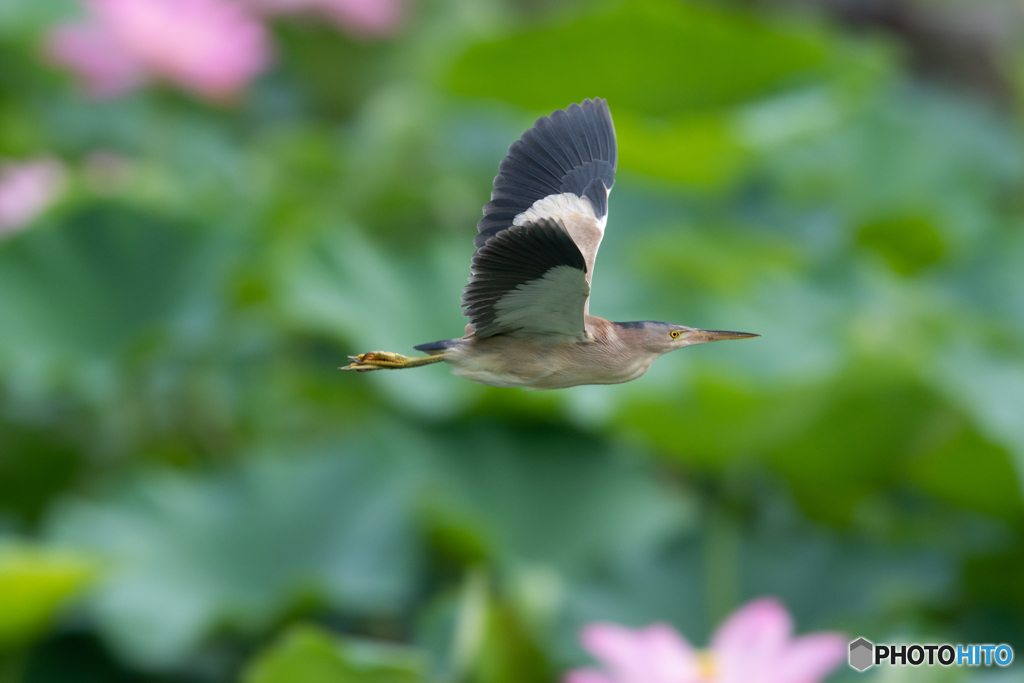 花に囲まれて