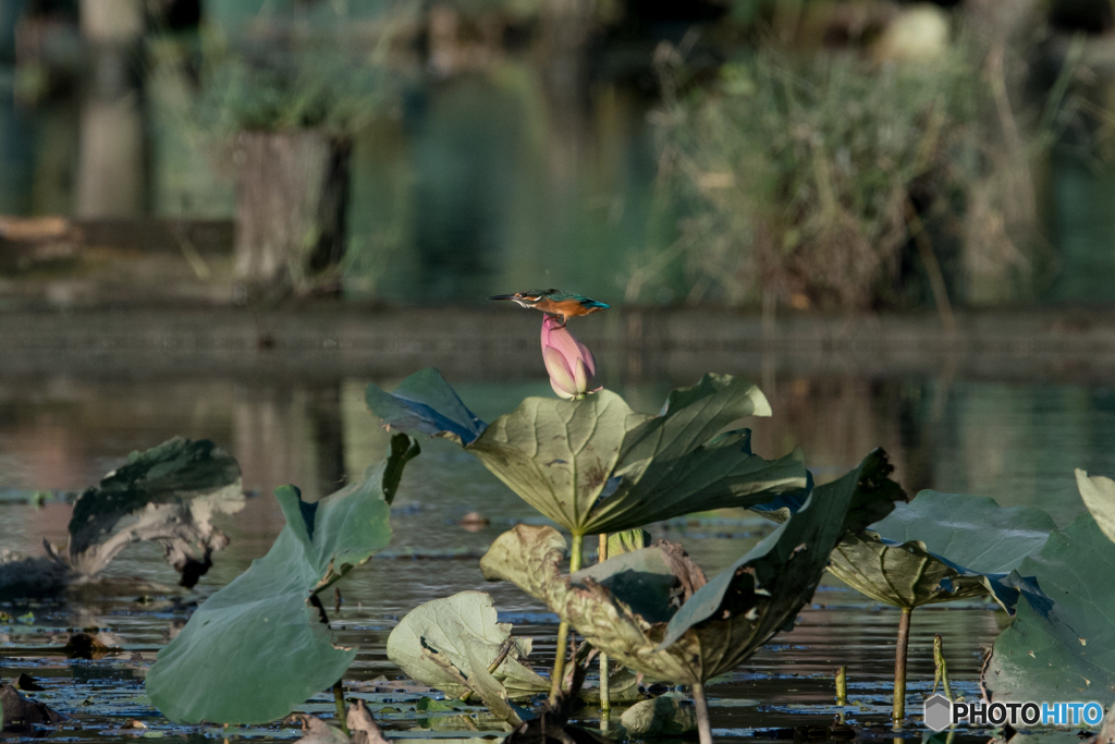 クローチングスタート