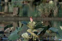 クローチングスタート