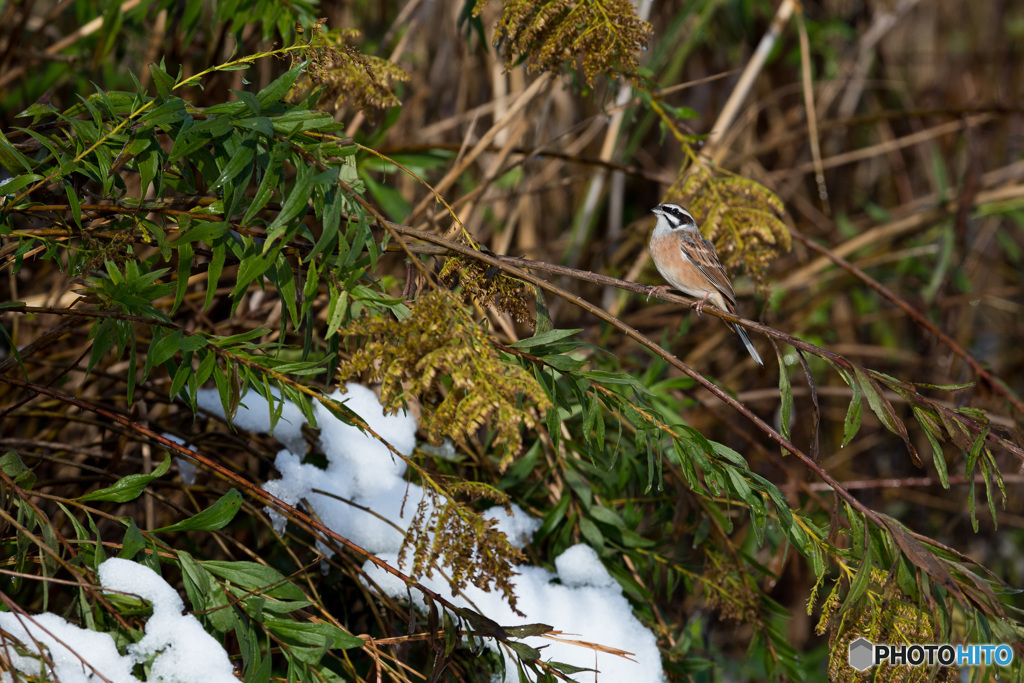 ホオジロ 残雪と共に