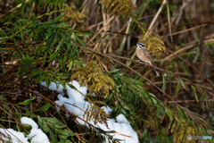 ホオジロ 残雪と共に ホオジロ 残雪と共に