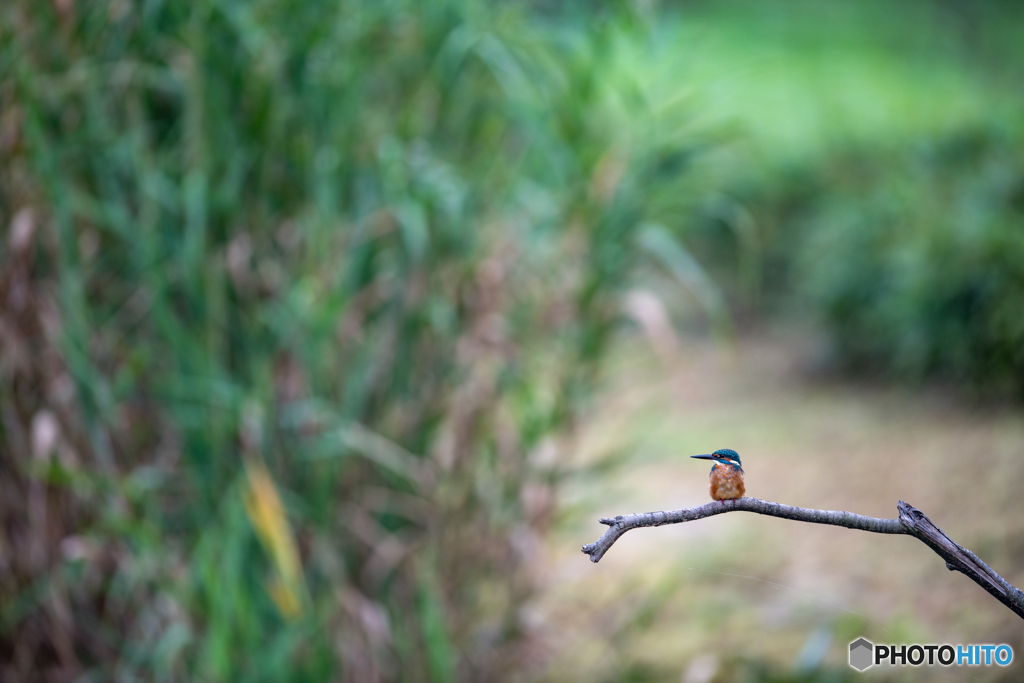 カワセミのいる風景