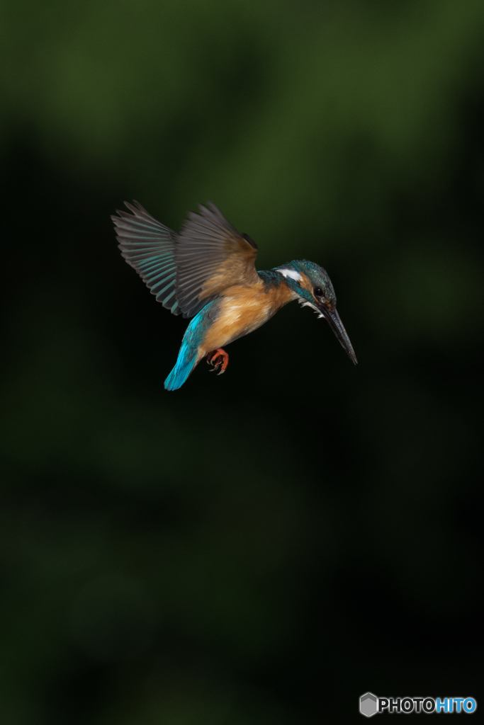 カワセミ  ホバリング