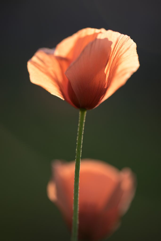 庭を彩る花々 おまけ ♯3