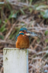 さあ、いただくか