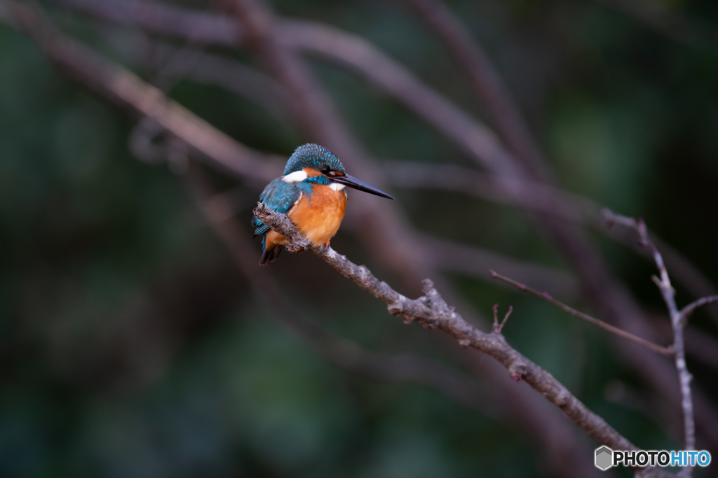 オレンジが映える