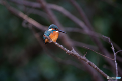 オレンジが映える